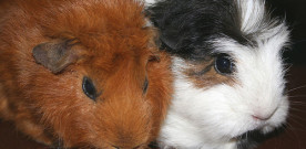 We are people, not guinea pigs